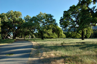 Riding under the Oak Trees