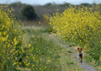 Escaping Hare