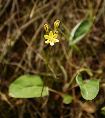 Pretty Face wildflowers