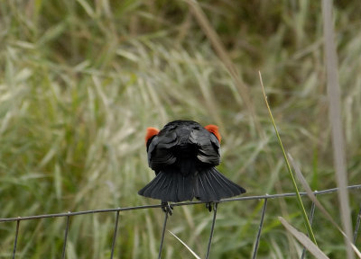 Red Winged Black Bird