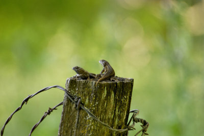 Sunning Lizards