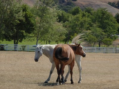 Playful Horses
