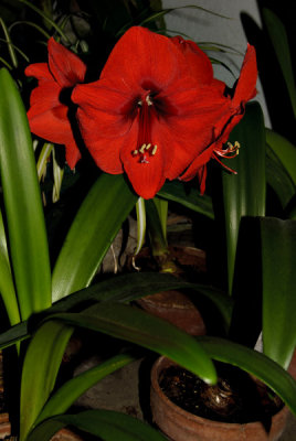 The Red Amaryllis in Full Blossom