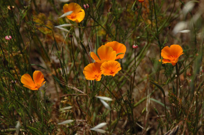 Poppies