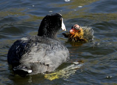 Cute Coot Chick
