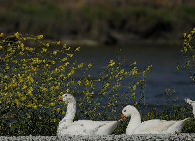 White Geese