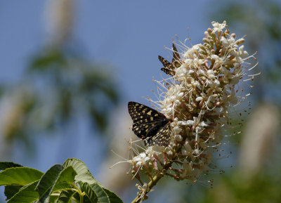 Butterflies on the blossoming California Buckeye