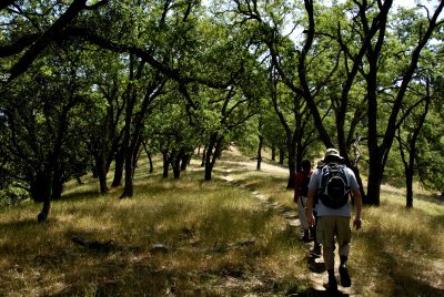 Hiking Under the Oaks