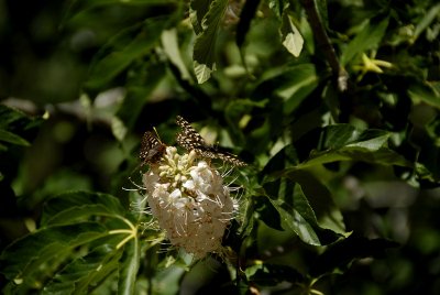 Butterflies on the blossoming Cal Buckeye