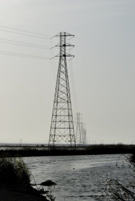 Two Ravens Nests