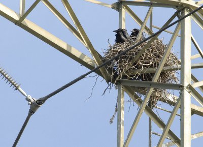 Raven's Nest