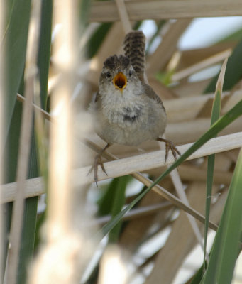 Singing Marsh Wren