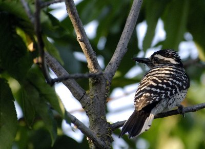 Nuttall's Woodpecker