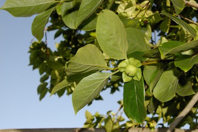 Young Persimmon