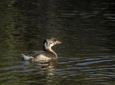 Young Pied-BIlled Grieb