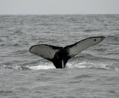Humpback Whales Tail Fluke