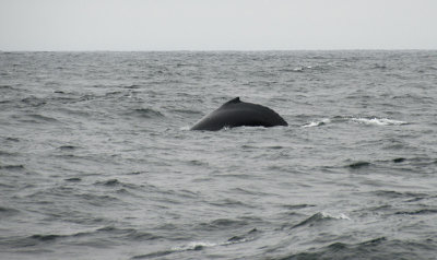 Humpback Whale