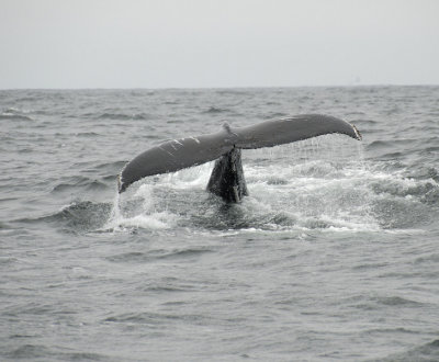 A close Tail Fluke 2