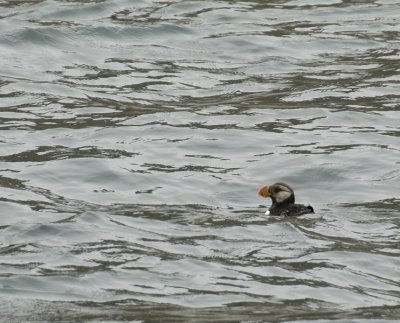 A rare Horned Puffin