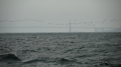 Following the Cormorants back to the SF Bay