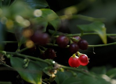 Red Berries of the Sarcococca