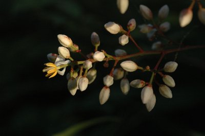 Flowering Heavenly Bamboo