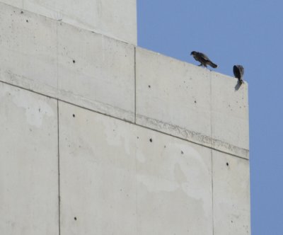 Sister Peregrine Falcons
