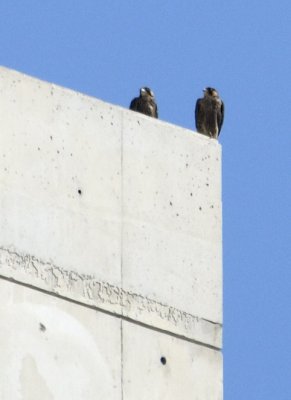 Sisters Peregrine Falcons