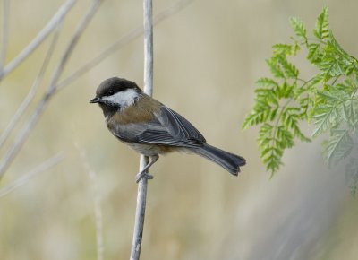 Chestnut-backed Chickadee