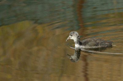 Young Coot