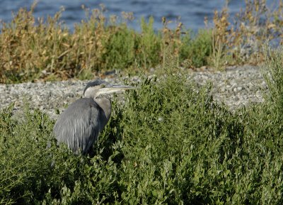 Low Profile Blue Heron