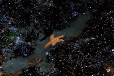 Low Tide Starfish