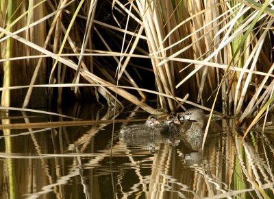 Pied-Billed Grieb Family