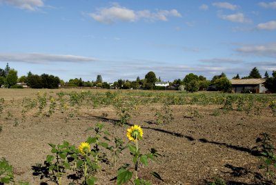 Disappearing Farmland