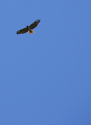 Red Tailed Hawk