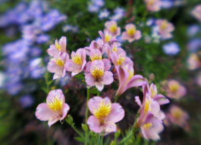 Summer flowers