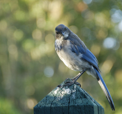 Scrub Jay