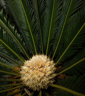 The Palm Flower Blossoming