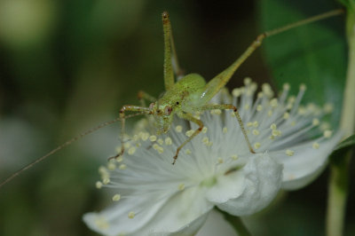 Tiny Grasshopper