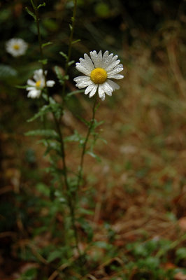 Dew covered Daisy