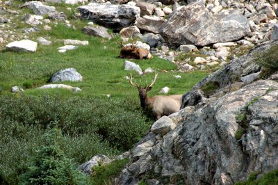 Elks by Lake Helene