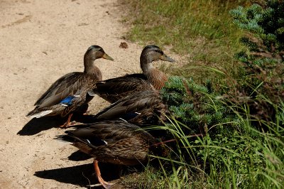 Four friendly Ducks