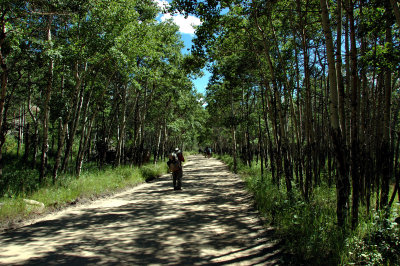 Aspens along the Road