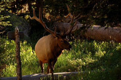 Elk at our campsite