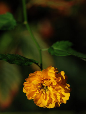 Kerria Japonica