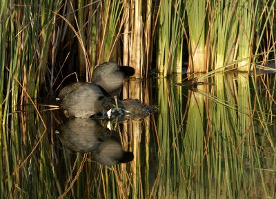 Coot Reflection