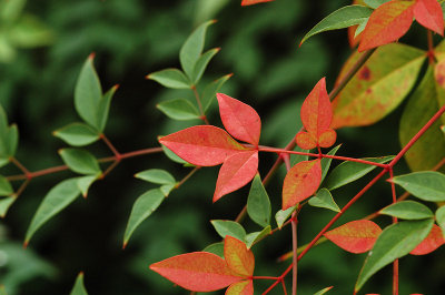 Some Fall Colors