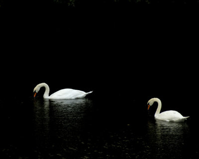 Swans