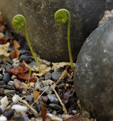 New Ferns Sprouting