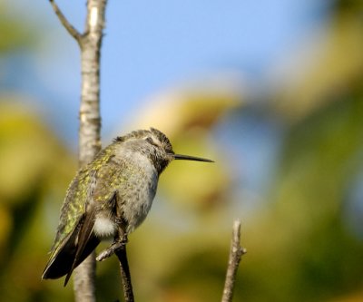 Sleepy Hummingbird